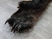 Black Bear Skin with Claws: Gallery Item - 175-30-G6270 (Y2O)