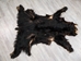Black Bear Skin with Claws: Gallery Item - 175-30-G6270 (Y2O)