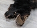 Black Bear Skin with Claws: Gallery Item - 175-30-G6272 (Y2O)