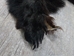Black Bear Skin with Claws: Gallery Item - 175-30-G6273 (Y2O)
