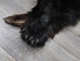 Black Bear Skin with Claws: Gallery Item - 175-30-G6273 (Y2O)