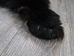 Black Bear Skin with Claws: Gallery Item - 175-30-G6274 (Y2O)