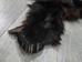 Black Bear Skin with Claws: Gallery Item - 175-30-G6276 (Y1E)