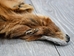 Taxidermy Quality Red Fox Skin: Gallery Item - 180-03-TAX-G6190 (Y1K)