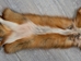 Taxidermy Quality Red Fox Skin: Gallery Item - 180-03-TAX-G6191 (9UZ)
