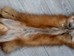 Taxidermy Quality Red Fox Skin: Gallery Item - 180-03-TAX-G6192 (Y1K)