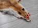 Red Fox Skin with Feet: Gallery Item - 180-03-WF-G2513 (Y2F)