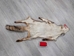 Red Fox Skin with Feet: Gallery Item - 180-03-WF-G2515 (Y2F)