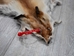 Red Fox Skin with Feet: Gallery Item - 180-03-WF-G2515 (Y2F)