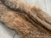 Bobcat Skin: Trading Post Quality: Gallery Item - 338-TP-G6264 (Y2K)