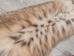 Bobcat Skin: Trading Post Quality: Gallery Item - 338-TP-G6264 (Y2K)